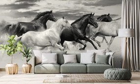 Očarujúca čiernobiela samolepiaca tapeta stádo cválajúcich koní