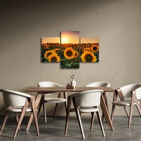 Obraz - Slnečnica (90x60 cm)