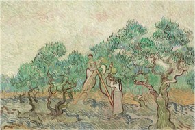 Obraz - Vincent van Gogh, The Olive Orchard, reprodukcia (90x60 cm)