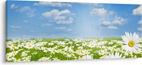 Obraz rozkvitnutej lúky s margarétkami (120x50 cm)