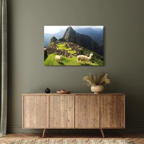 Obraz - Lamy v Machu Picchu (90x60 cm)