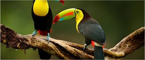 Obraz sediacich tukanov, Costa Rica (120x50 cm)