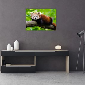 Sklenený obraz pandy červenej (70x50 cm)