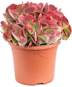 Kalanchoe thyrsiflora 'Red Lips' 25x45 cm