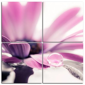 Obraz na plátne - Kvapka rosy na lúpeňoch kvetu - štvorec 380D (60x60 cm)