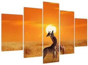 Obraz - Žirafy v národnom parku Serengeti (150x105 cm)