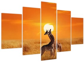 Obraz - Žirafy v národnom parku Serengeti (150x105 cm)