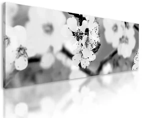 Obraz rozkvitnuté kvety čerešne v čiernobielom prevedení - 135x45 | BIANO