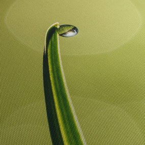 Obraz kvapky vody na tráve (120x50 cm)