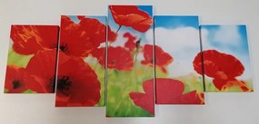 5-dielny obraz kvety maku na lúke - 200x100