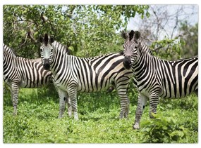 Sklenený obraz so zebrami (70x50 cm)