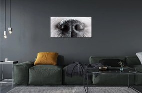 Sklenený obraz psie ňufák 125x50 cm