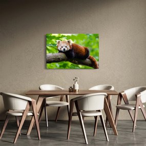 Obraz pandy červenej (90x60 cm)