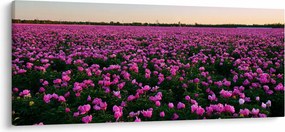 Obraz - Lúka fialových tulipánov (120x50 cm)
