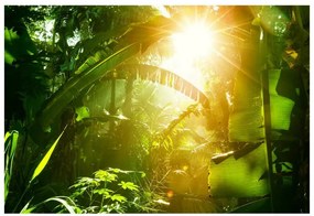 Fototapeta Vliesová Džungľa vietnam 312x219 cm