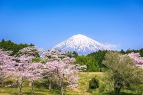 Fototapeta Fuji v objatí japonskej prírody