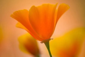 Samolepiaca fototapeta pôvabná žltá kvetina