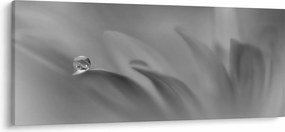 Obraz - Kvapka na kvete, čiernobiela (120x50 cm)