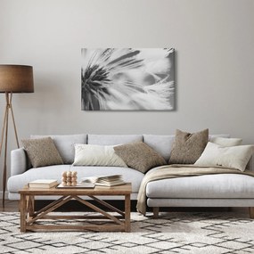 Obraz - Púpava (90x60 cm)