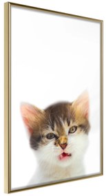 Artgeist Plagát - Vexed Cat [Poster] Veľkosť: 30x45, Verzia: Čierny rám