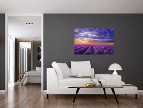 Obraz levanduľového pole (90x60 cm)
