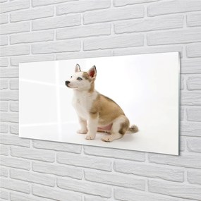 Obraz na akrylátovom skle Sediaci malého psa 140x70 cm