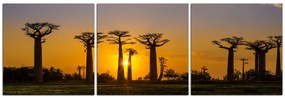 Obraz na plátne - Baobaby pri západe Slnka - panoráma 503B (150x50 cm)