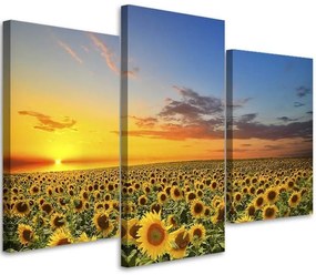 Obraz na plátně třídílný Slunečnice Květiny Louka - 120x80 cm