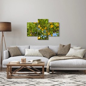 Obraz - Citrónovník (90x60 cm)