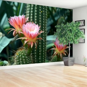 Fototapeta Vliesová Kaktusový kvet 250x104 cm