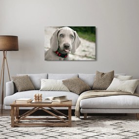 Obraz - šteňa weimarský stavač (90x60 cm)