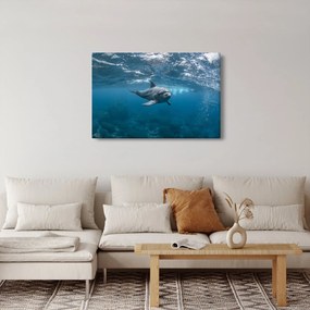 Obraz - Delfín pod hladinou (90x60 cm)