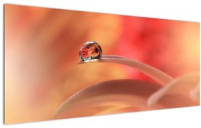 Obraz kvetinové kvapky rosy (120x50 cm)