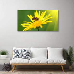 Obraz Canvas Osa kvet rastlina príroda 100x50 cm