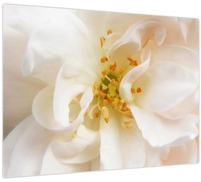 Obraz - Kvet (70x50 cm)