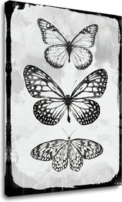 Obraz na plátne MOTÝLE