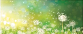Obraz - Odkvitnuté púpavy (120x50 cm)