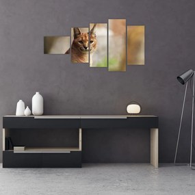 Rys ostrovid - obraz