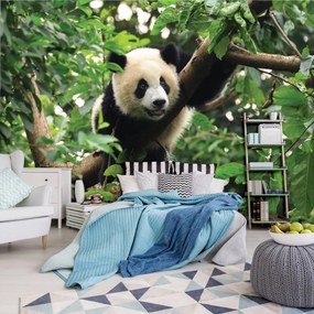 Fototapeta - Panda na strome (254x184 cm)