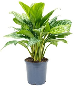 Aglaonema stripes 24x70 cm