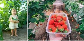 Náhradná fólia na fóliovník 4x3x2 m Gardlov 23307