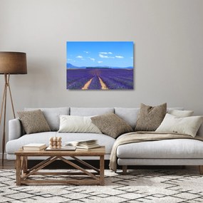 Sklenený obraz - Levanduľové pole (70x50 cm)