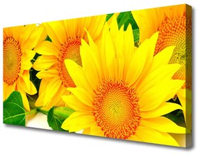 Obraz Canvas Slnečnica kvet príroda 100x50 cm