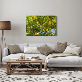 Obraz - Citrónovník (90x60 cm)