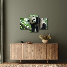 Obraz - Panda na strome (90x60 cm)