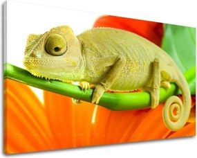 Obraz na stenu ZVIERATÁ ZV042E11