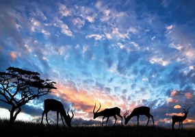 Fototapeta - Zvieratá na pastve (254x184 cm)