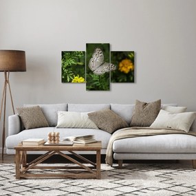 Obraz - biely motýľ (90x60 cm)