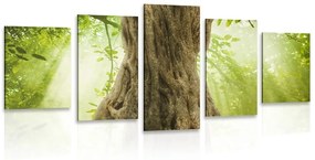 5-dielny obraz kmeň stromu - 200x100