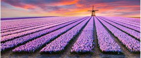 Obraz - kvetinová farma (120x50 cm)